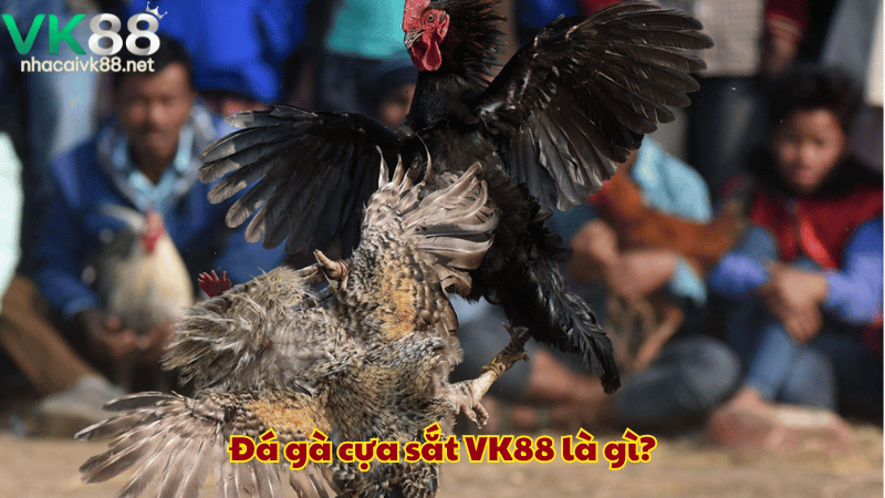 Đá gà cựa sắt VK88 là gì?