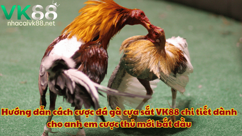 Hướng dẫn cách cược đá gà cựa sắt VK88 chi tiết dành cho anh em cược thủ mới bắt đầu